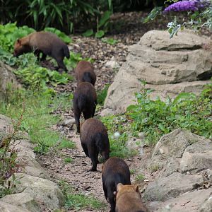 Bush Dog Conga