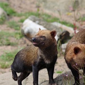 Bush Dogs