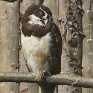 Spectacled Owl
