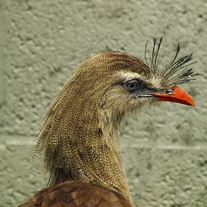 Free ranging Red-legged seriema