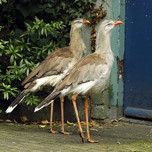 Free-ranging Red-legged seriemas