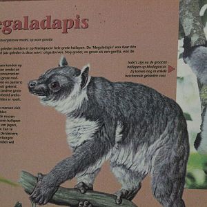 Megaladapsis signage