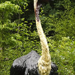 Statue of elephant bird