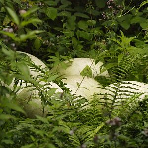 Nest of elephant bird