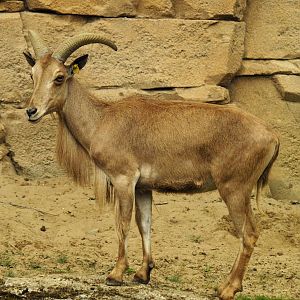 Sahara Barbary sheep ewe