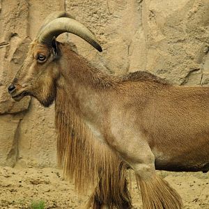 Sahara Barbary sheep ram