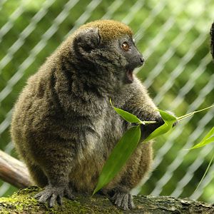 Alaotran gentle lemur