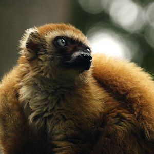 Female Sclater's lemur