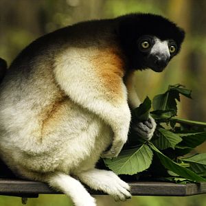 Crowned sifaka