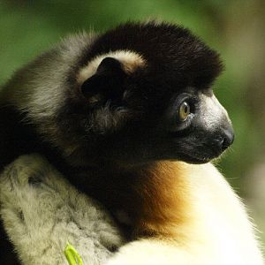 Crowned sifaka