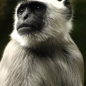 Northern plains langur