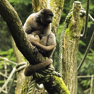 Woolly monkey - species?