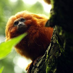 Golden lion tamarin