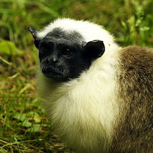 Pied tamarin