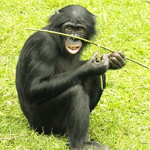 Bonobo