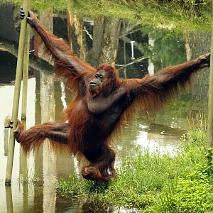 Bornean orangutan