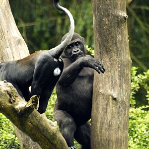 Lowland gorilla and L'Hoest's guenon