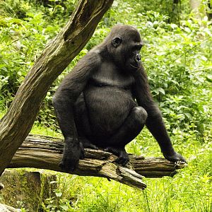 Lowland gorilla
