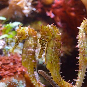 New Seahorse Species (I.D.)