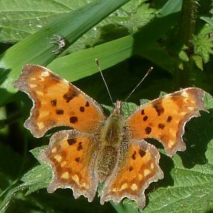 Comma butterfly