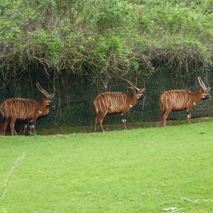 Eastern Bongo, April 2017