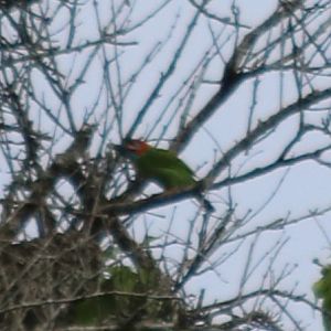 Barbet Species with Strange Red Patterning, ID? - Kaeng Krachan National Park