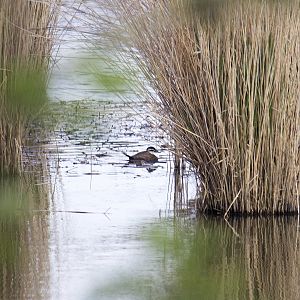 White-headed duck, Oxyura leucocephala (Kallo - Groot rietveld)