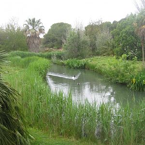 Reserve Africaine de Sigean - Squirrel monkey island