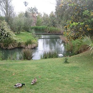 Reserve Africaine de Sigean - Squirrel monkey island