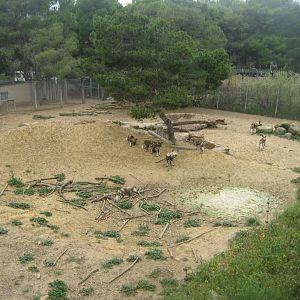 Reserve Africaine de Sigean - African wild dog exhibit