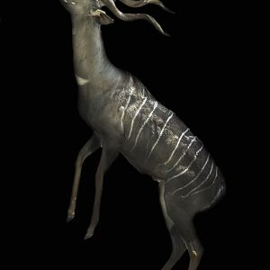 Apr. 2017 - Africa - Lesser Kudu
