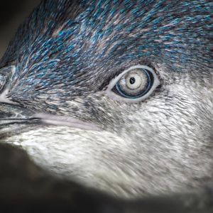 Apr. 2017 - Children's Zoo - Blue Penguin