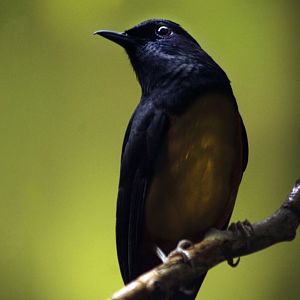 Apr. 2017 - Wings Of The World - White-rumped Shama
