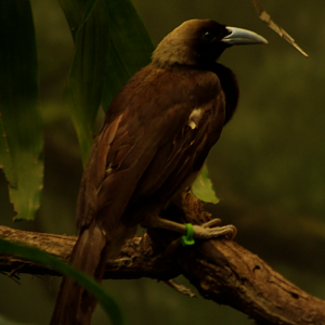 Apr. 2017 - Wings of the World - Raggiana Bird of Paradise