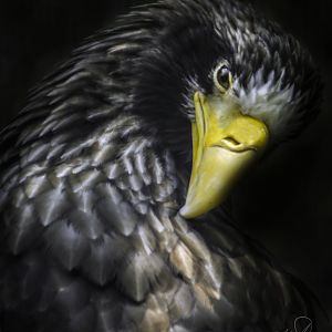 Apr. 2017 - Eagle Eyrie - Steller's Sea Eagle