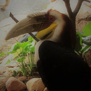 Wreathed hornbill