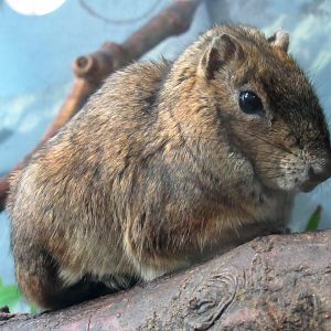 Rock cavy