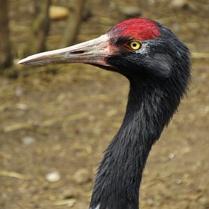 Black-necked crane