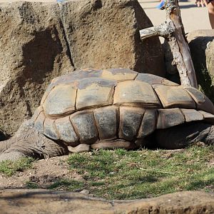 Aldabra Giant Tortoise