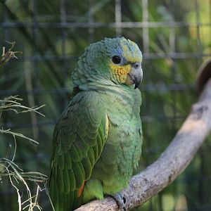 Orange-Winged Amazon