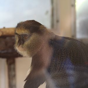 Lowe's Guenon