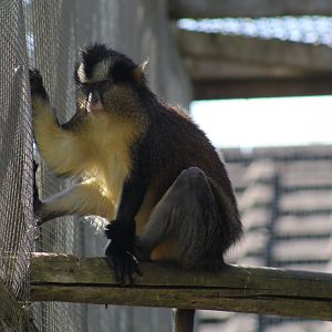 Black-Footed Crowned Guenon