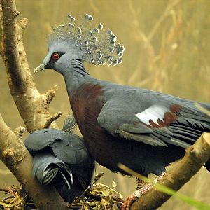 Victoria crowned pigeon