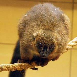 Red-bellied lemur