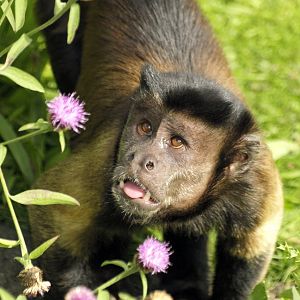 Brown capuchin
