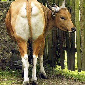 Banteng