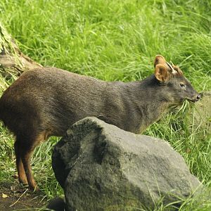 Southern pudu