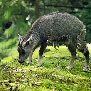 Chinese goral