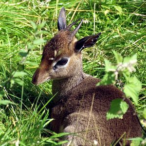 Dik dik