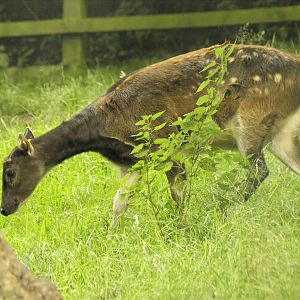 Philippine spotted deer